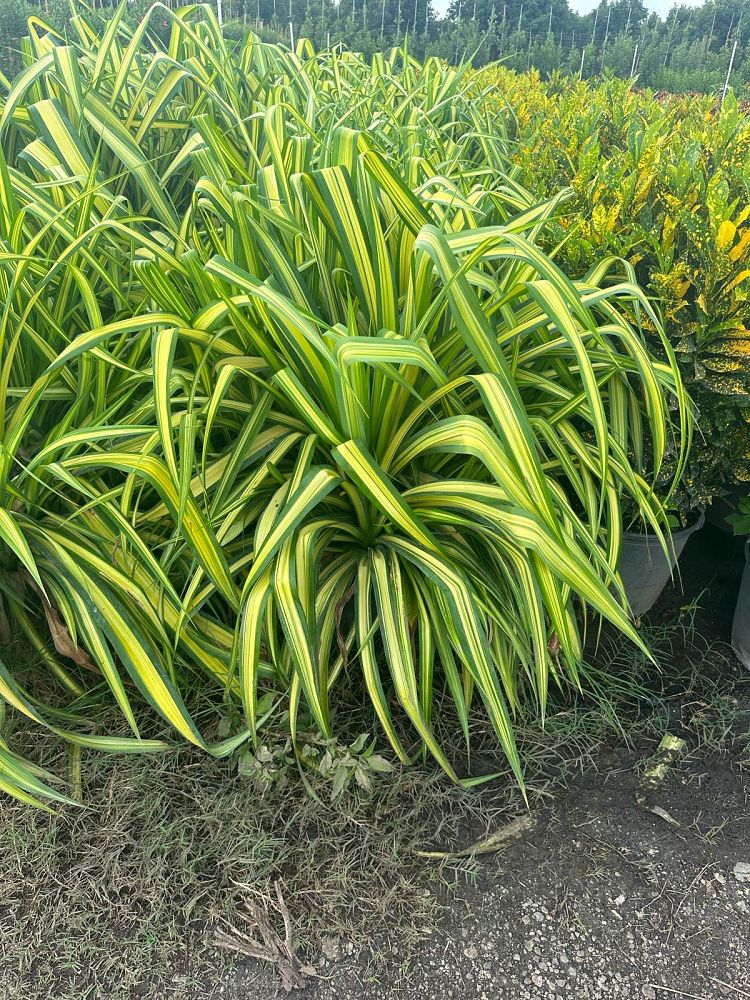 pandanus-tectorius-variegata-pandanus-screwpine-hala