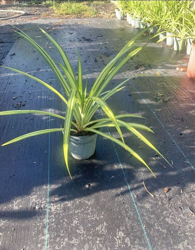 pandanus-tectorius-variegata-pandanus-screwpine-hala