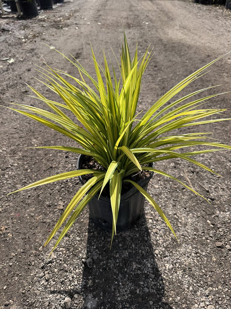 pandanus-tectorius-variegata-pandanus-screwpine-hala