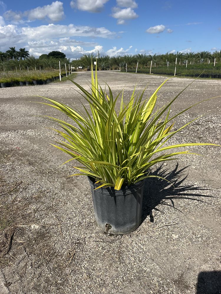 pandanus-tectorius-variegata-pandanus-screwpine-hala