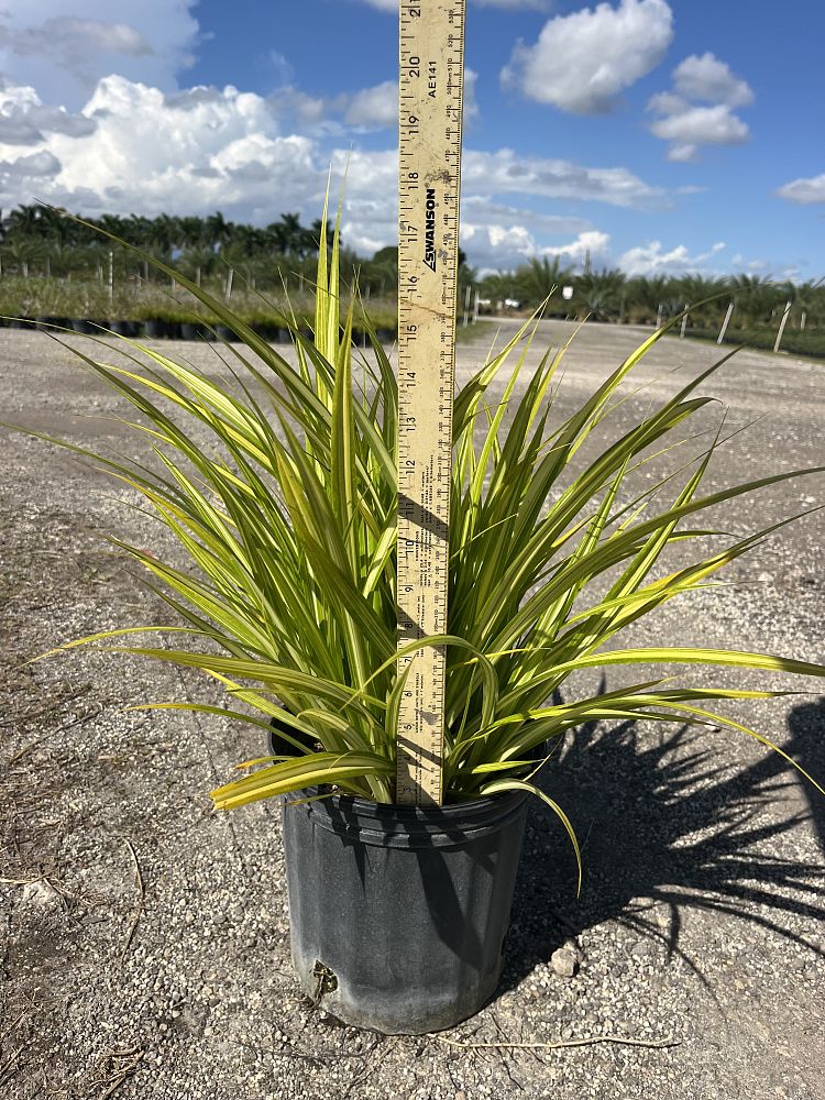 pandanus-tectorius-variegata-pandanus-screwpine-hala