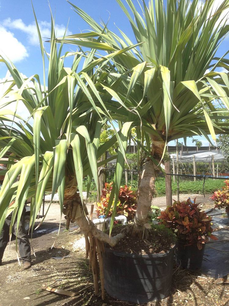 Pine Island Nursery Inc Miami Fl Pine Island Nursery Inc Miami Fl