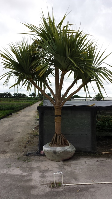 pandanus-utilis-screw-pine