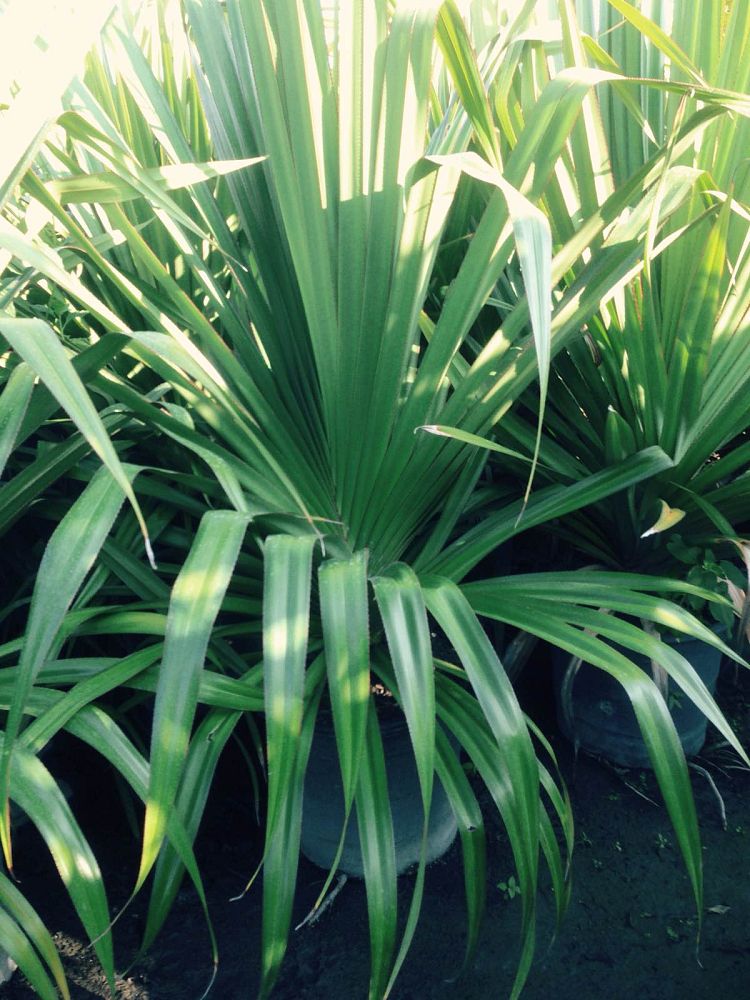 pandanus-utilis-screw-pine