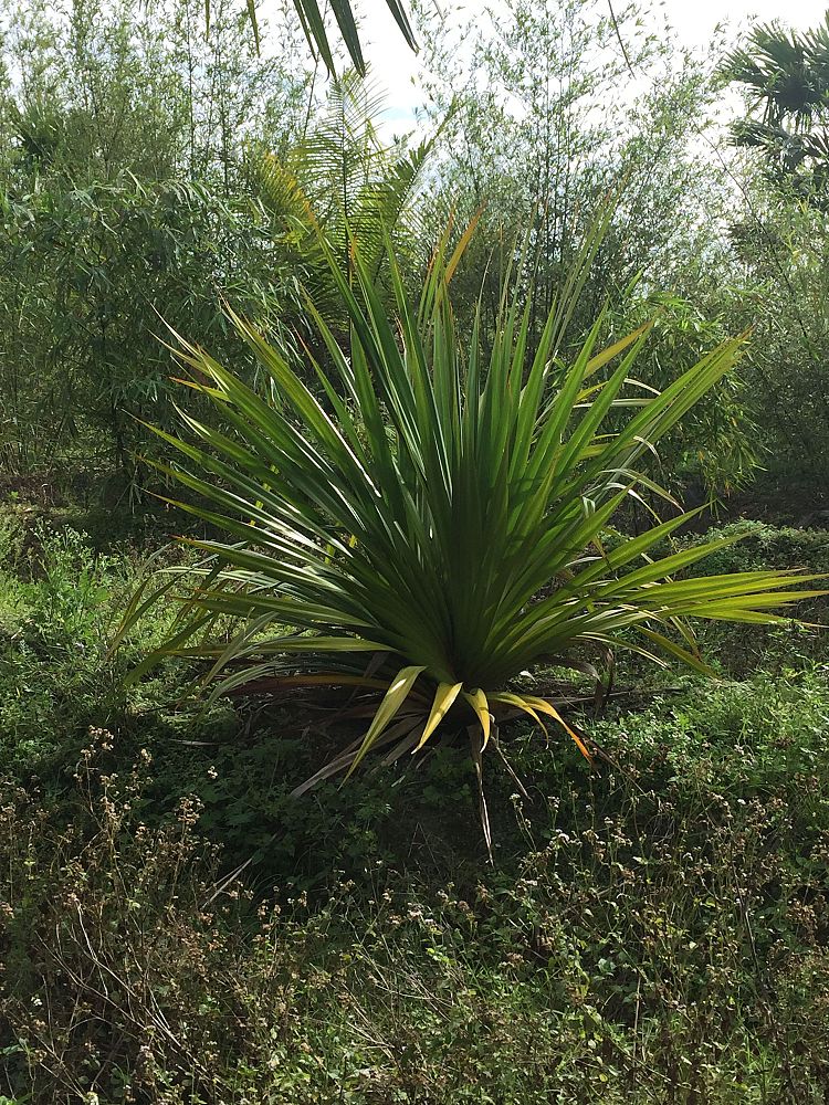 pandanus-utilis-screw-pine