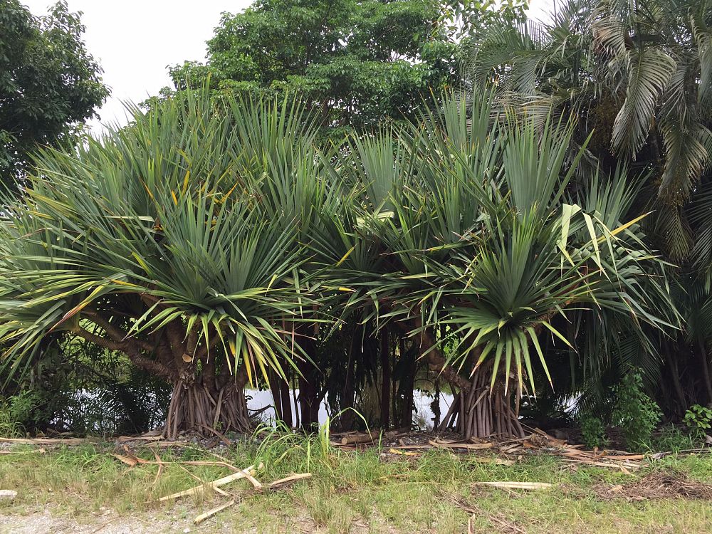 pandanus-utilis-screw-pine