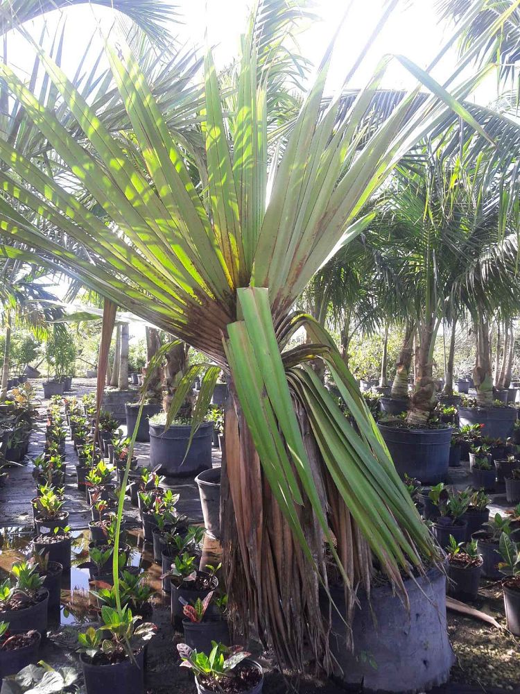 pandanus-utilis-screw-pine