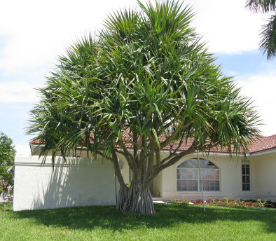 pandanus-utilis-screw-pine
