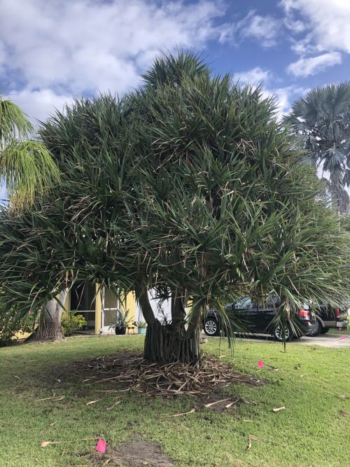 pandanus-utilis-screw-pine