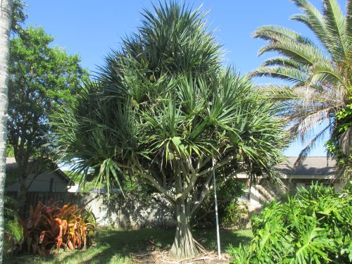 pandanus-utilis-screw-pine