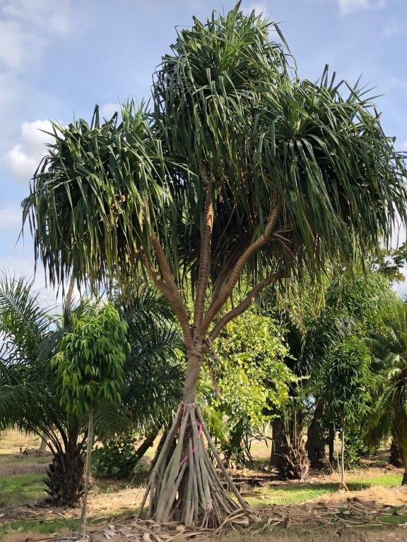 pandanus-utilis-screw-pine