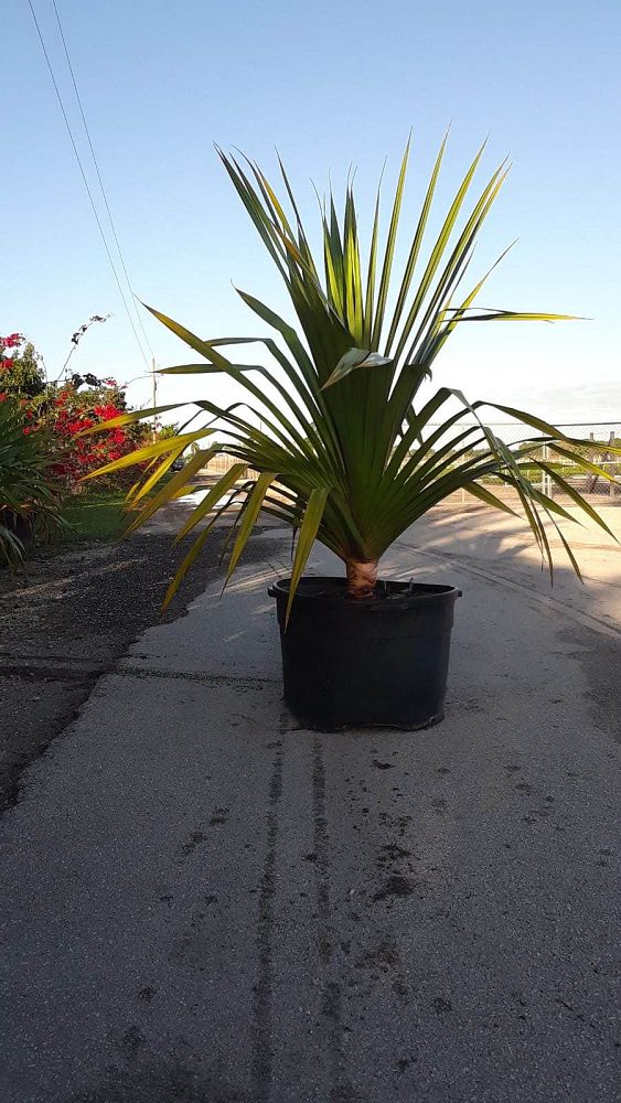 pandanus-utilis-screw-pine