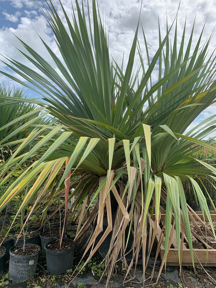 pandanus-utilis-screw-pine