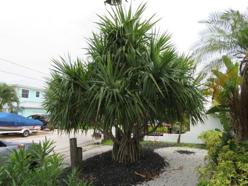 pandanus-utilis-screw-pine