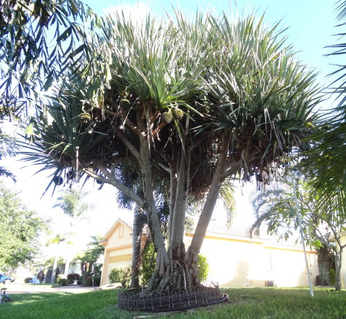 pandanus-utilis-screw-pine