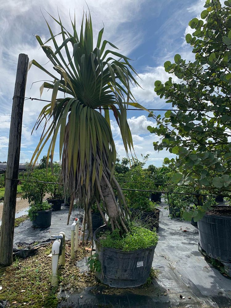 pandanus-utilis-screw-pine