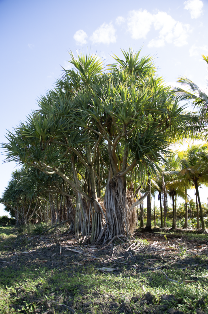 pandanus-utilis-screw-pine
