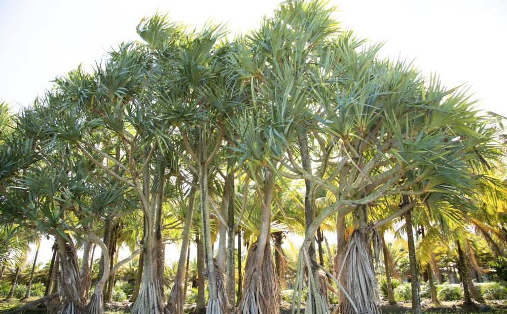 pandanus-utilis-screw-pine