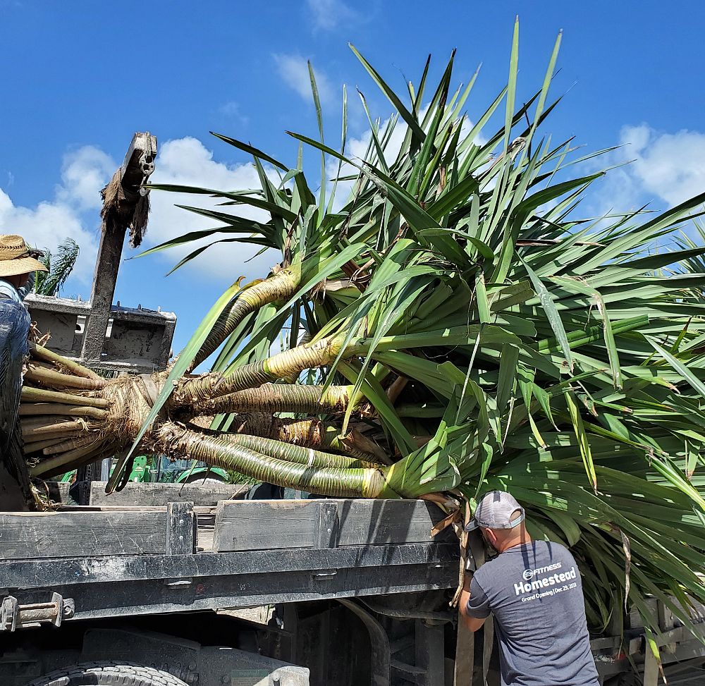 pandanus-utilis-screw-pine