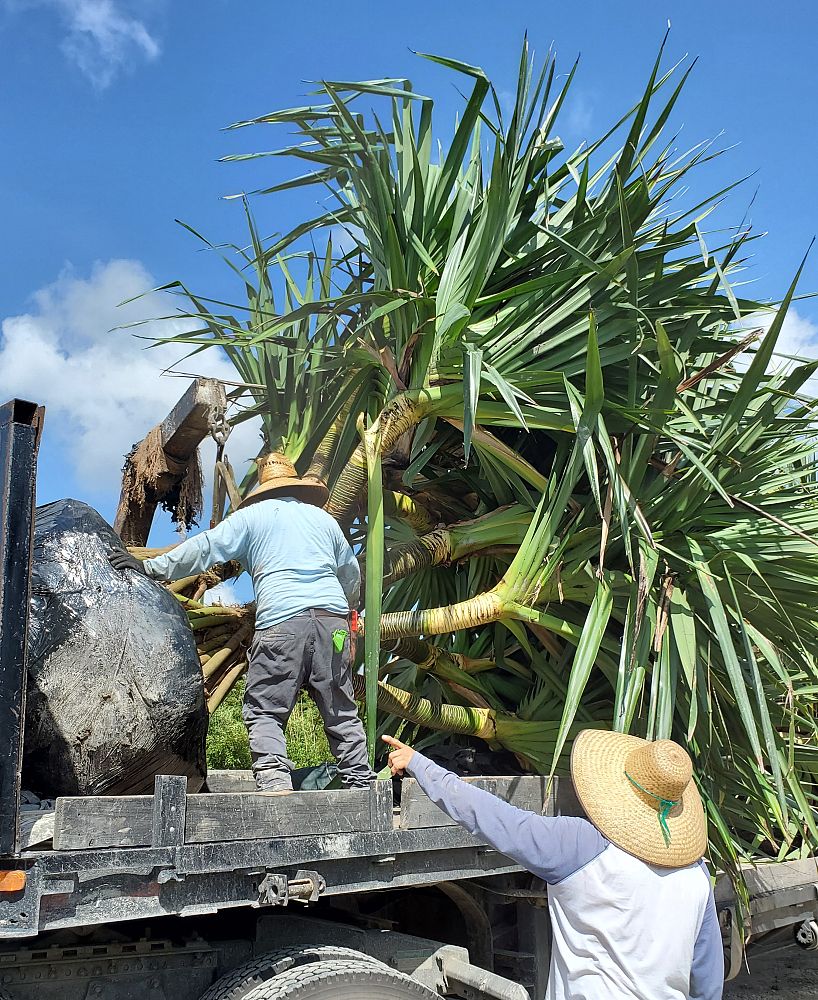 pandanus-utilis-screw-pine