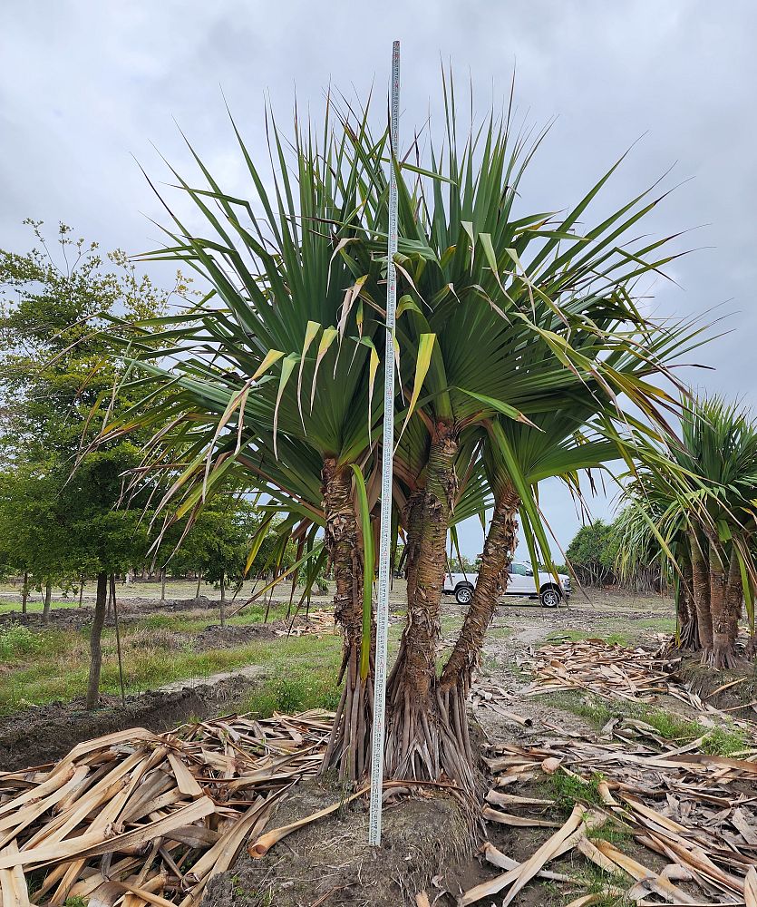 pandanus-utilis-screw-pine