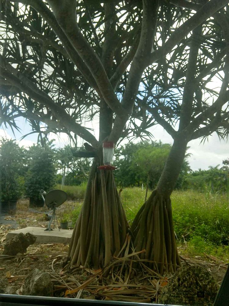 pandanus-utilis-screw-pine