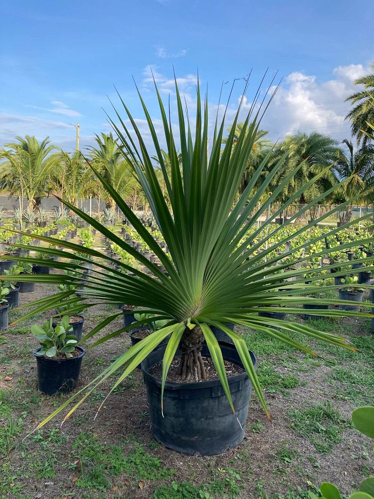 pandanus-utilis-screw-pine