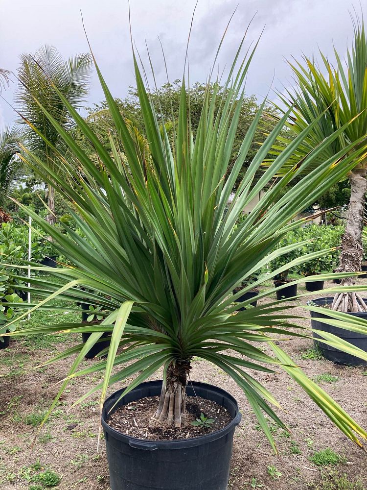 pandanus-utilis-screw-pine