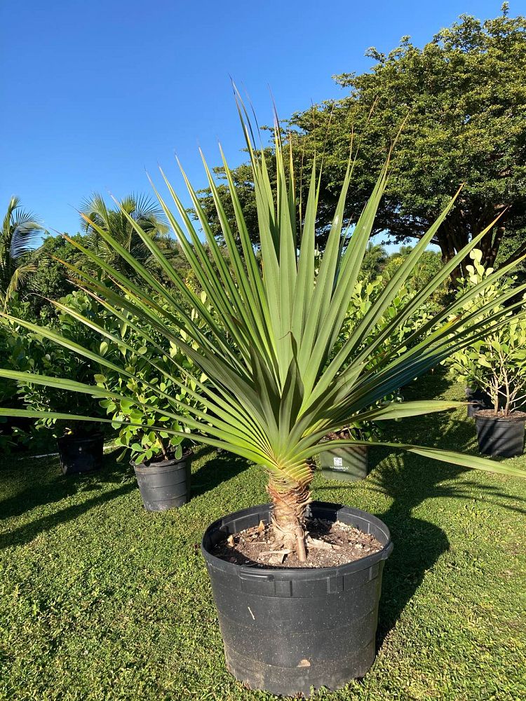pandanus-utilis-screw-pine