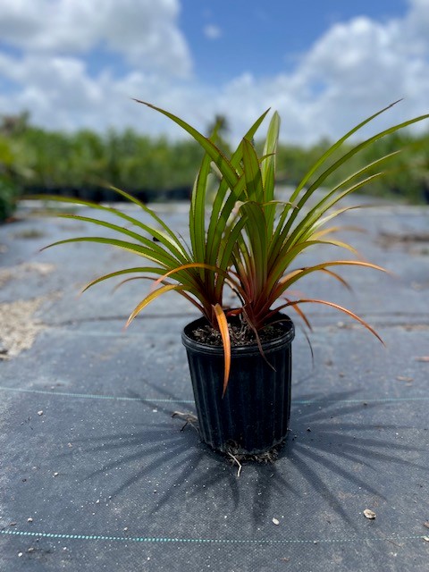 pandanus-utilis-screw-pine