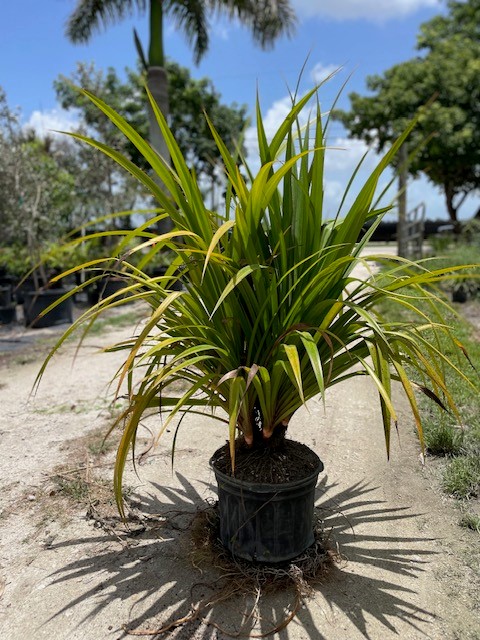 pandanus-utilis-screw-pine