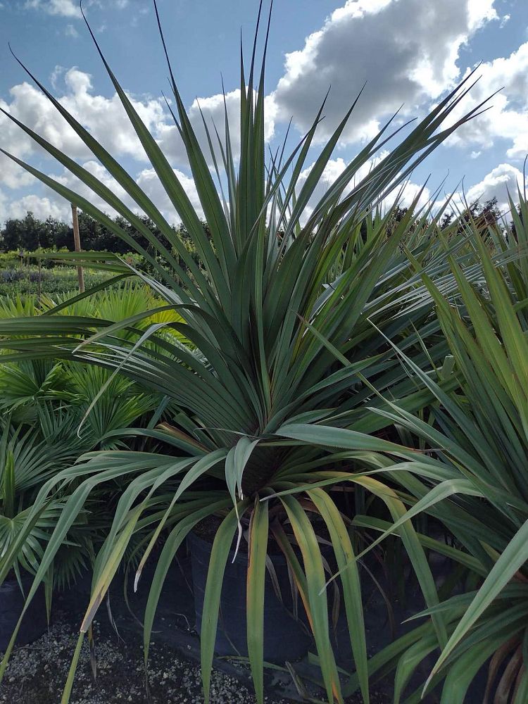 pandanus-utilis-screw-pine