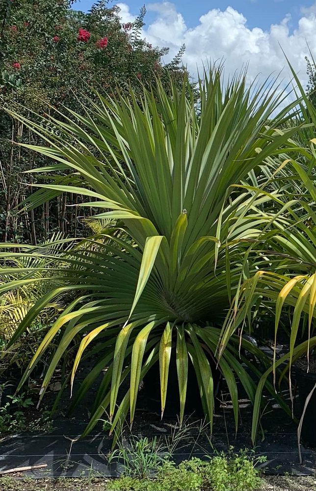 pandanus-utilis-screw-pine