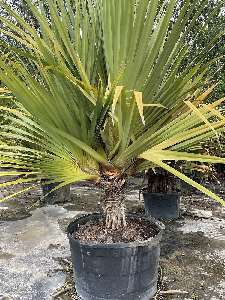 pandanus-utilis-screw-pine