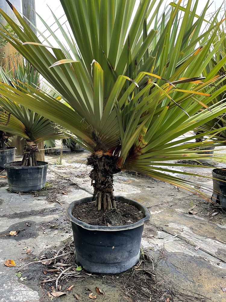 pandanus-utilis-screw-pine