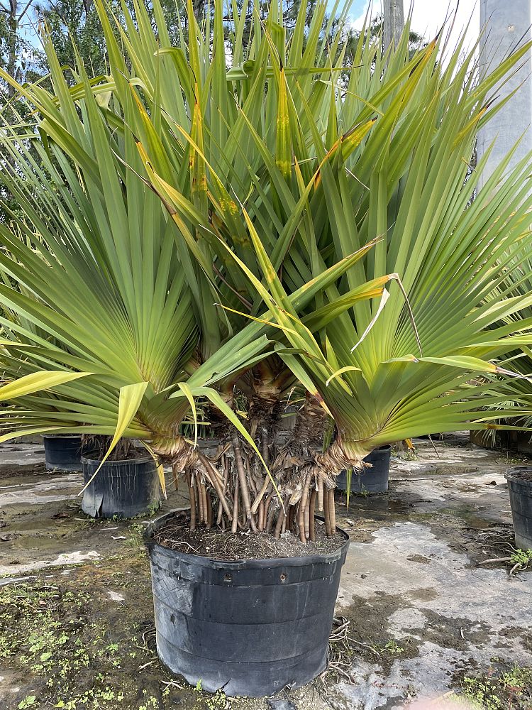 pandanus-utilis-screw-pine