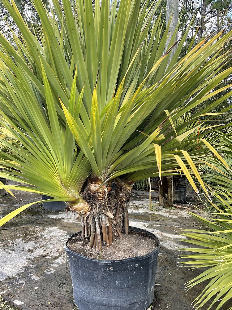pandanus-utilis-screw-pine