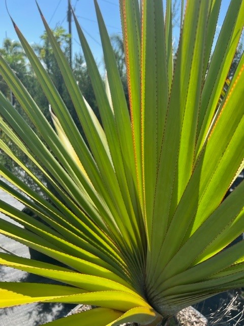 pandanus-utilis-screw-pine