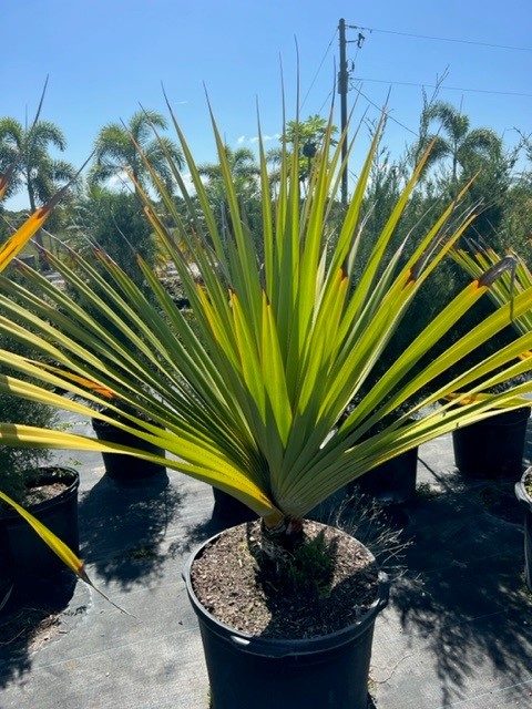 pandanus-utilis-screw-pine