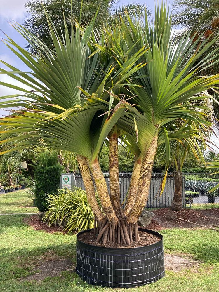 pandanus-utilis-screw-pine