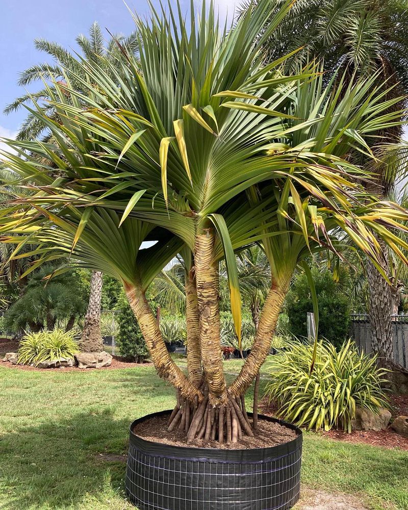 pandanus-utilis-screw-pine