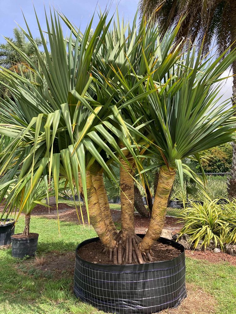 pandanus-utilis-screw-pine
