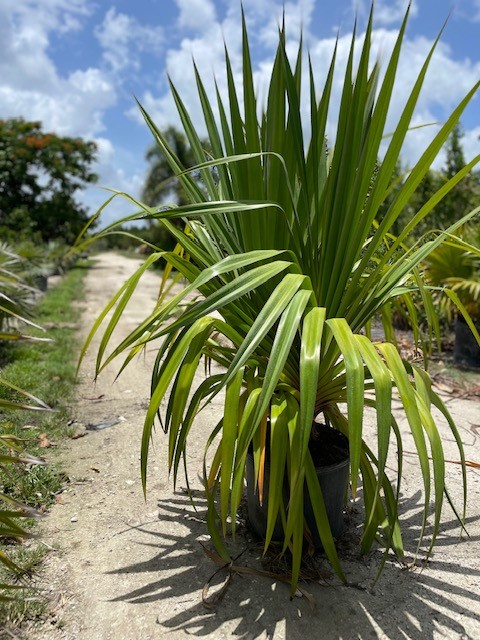 pandanus-utilis-screw-pine