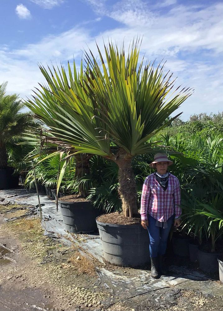 pandanus-utilis-screw-pine