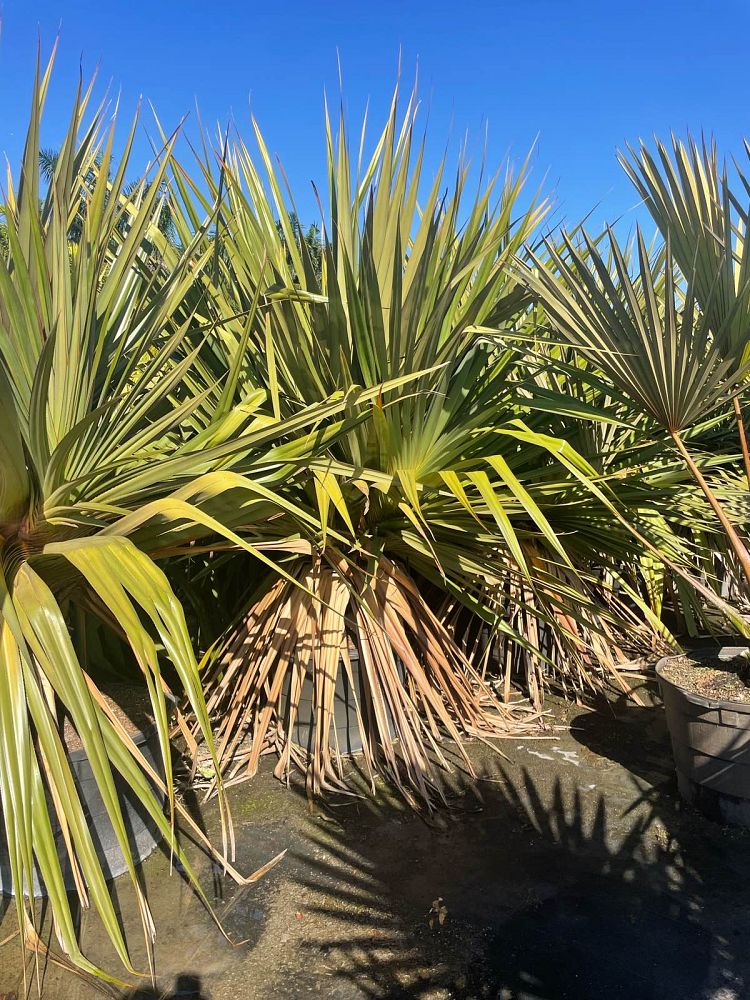 pandanus-utilis-screw-pine