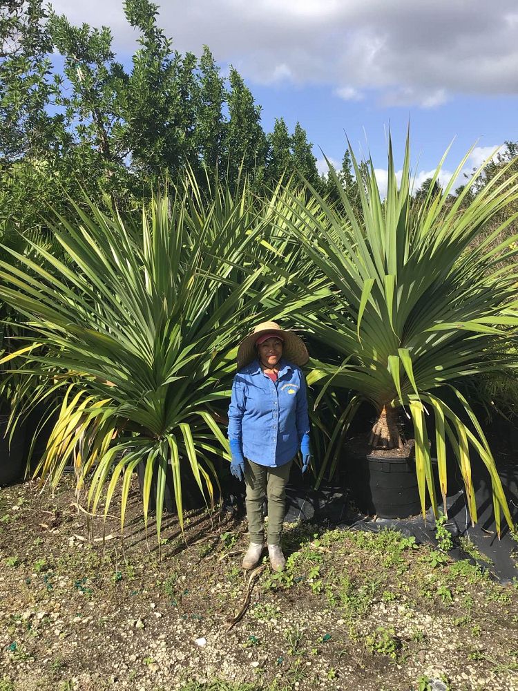 pandanus-utilis-screw-pine