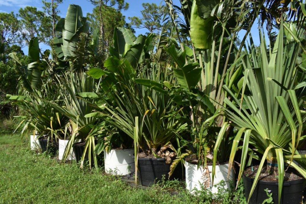 pandanus-utilis-screw-pine