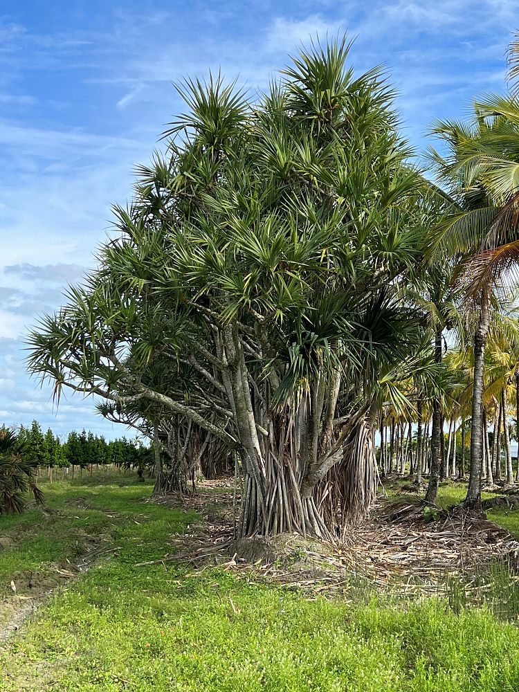 pandanus-utilis-screw-pine