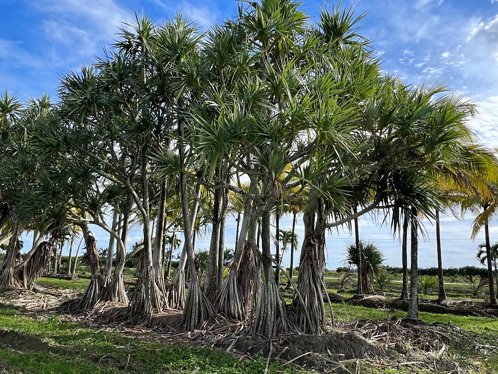 pandanus-utilis-screw-pine