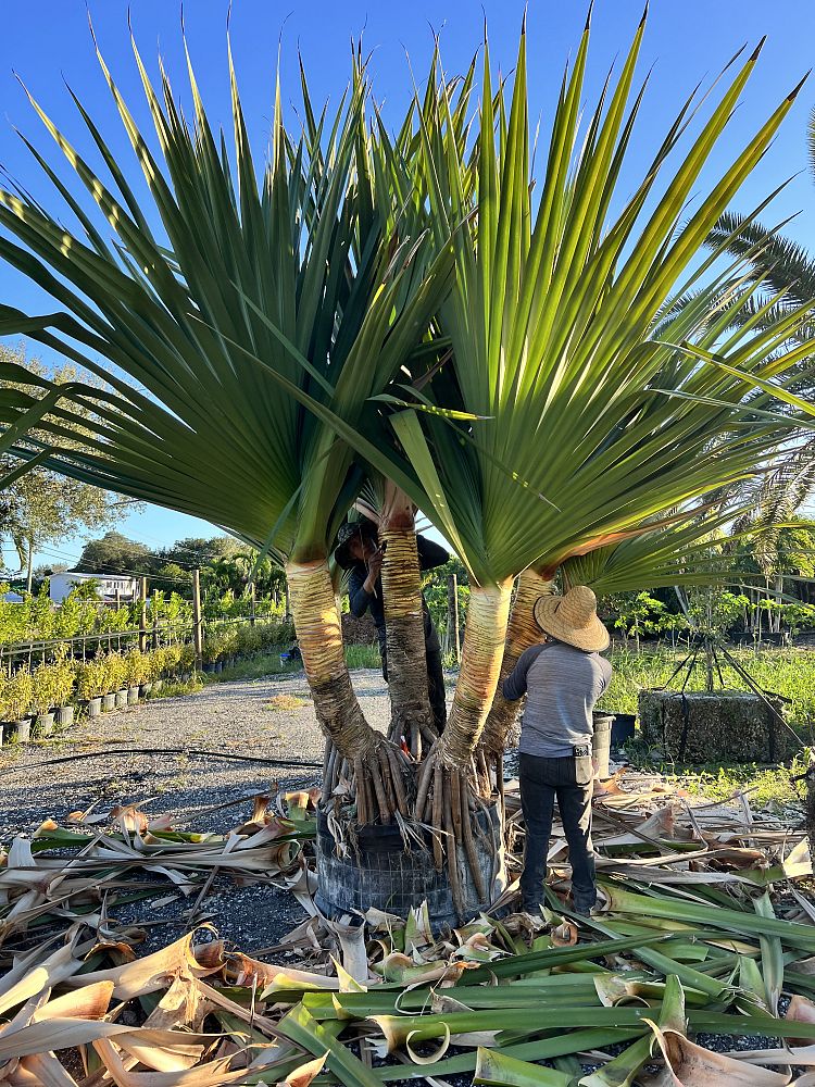pandanus-utilis-screw-pine